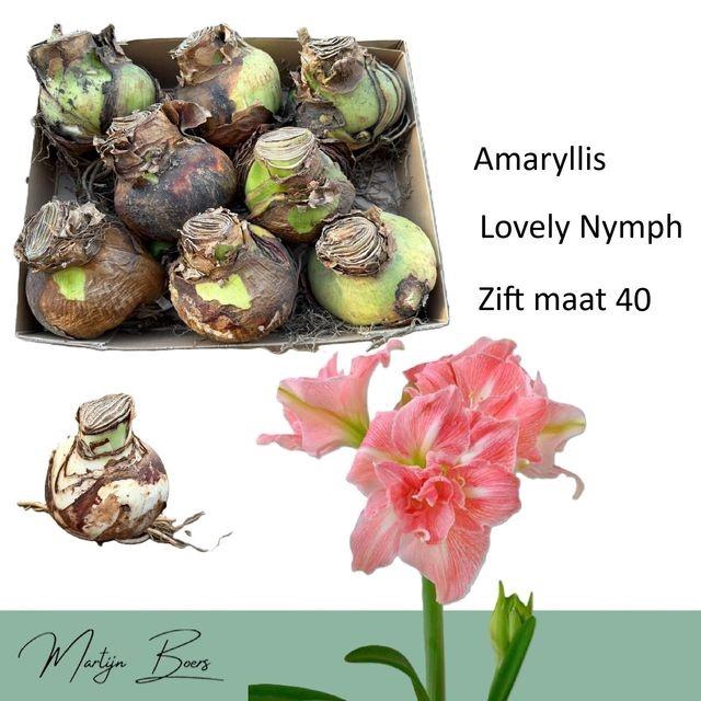 <h4>HIPP BULB LOVELY NYMPH</h4>