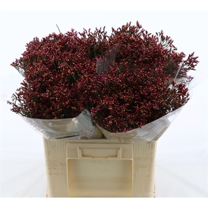 Limonium Sinense Scarlet Diamond