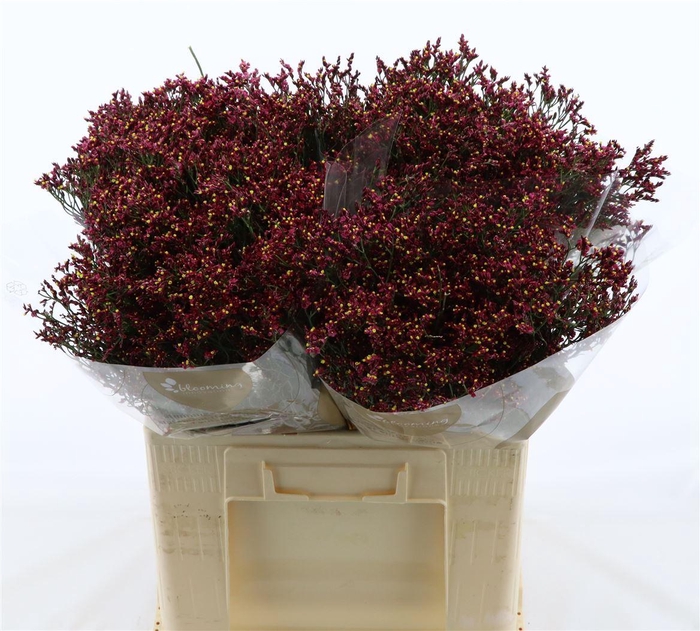 <h4>Limonium Sinense Scarlet Diamond</h4>