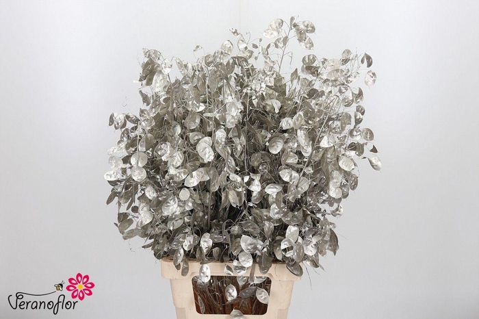 <h4>SNIJBL OV KLB H% BS</h4>