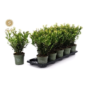 Ilex crenata 'Jenny'