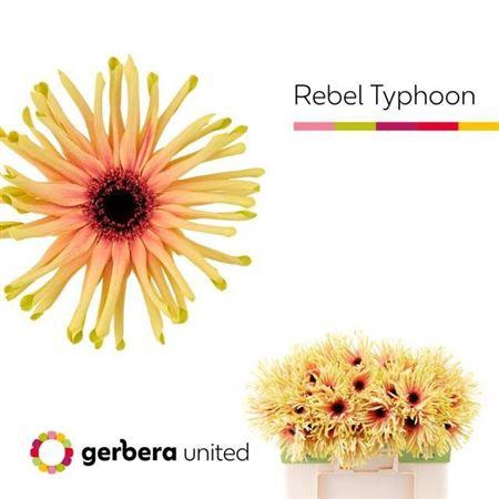 <h4>Ge Kv Rebel Typhoon</h4>