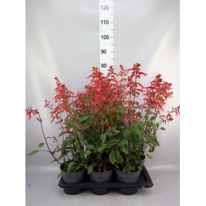 Salvia   ...