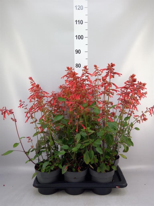 <h4>Salvia   ...</h4>