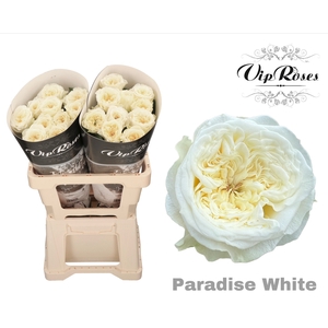 R Gr Paradise White