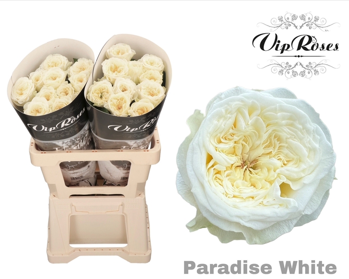 <h4>R GR PARADISE WHITE</h4>