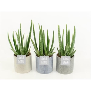 Aloe Vera in Gaia keramiek