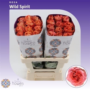R GR WILD SPIRIT