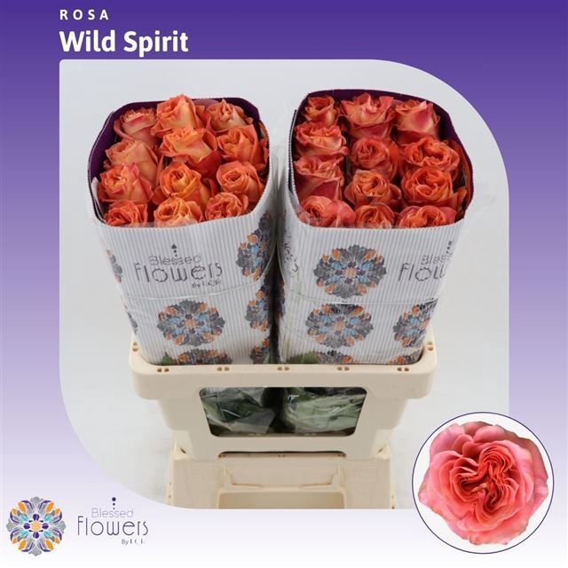 <h4>R GR WILD SPIRIT</h4>