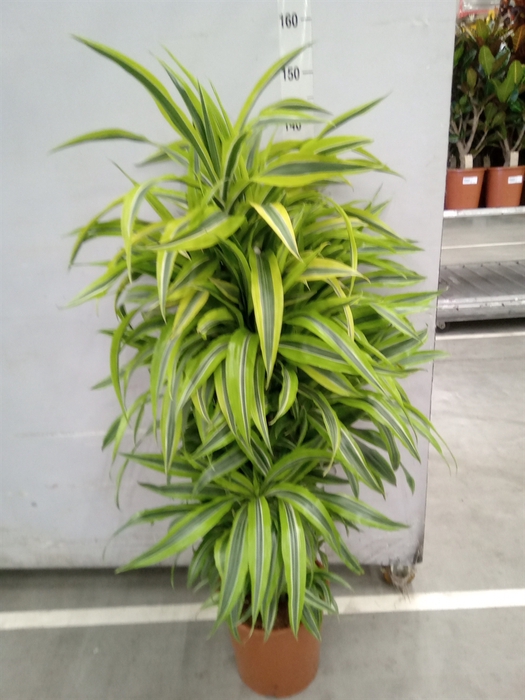 <h4>Dracaena fr de 'LemonLime'</h4>