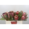 Protea Barbigera Air