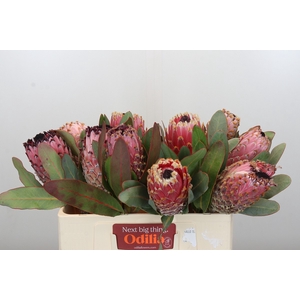 Protea Barbigera Air