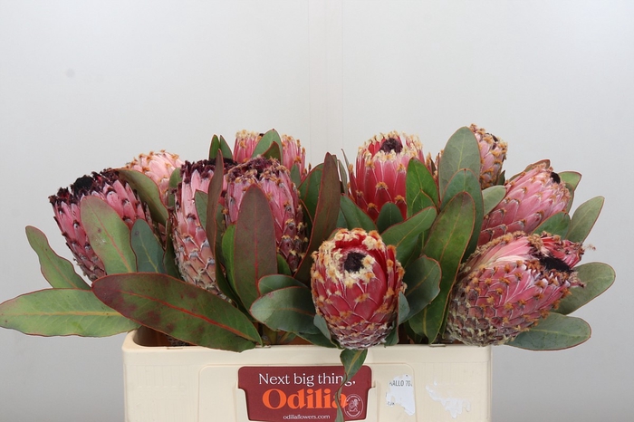 Protea Barbigera Air