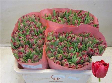 <h4>Tu Du Presto</h4>