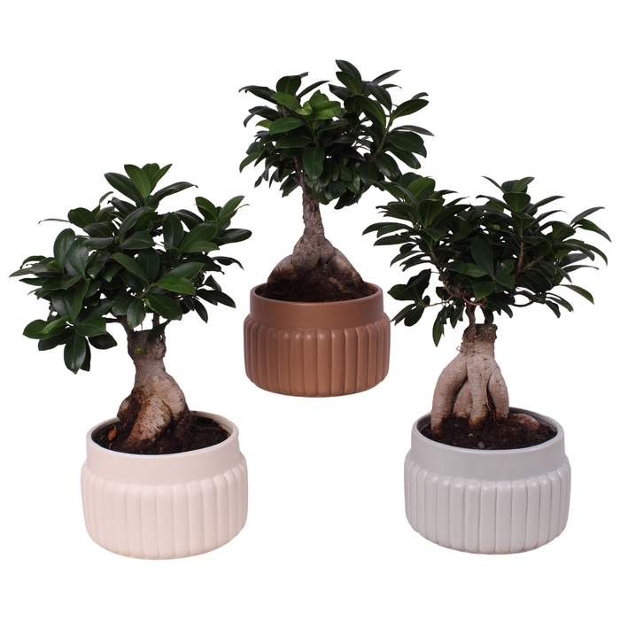 <h4>Ficus Mi Ginseng Keramiek</h4>