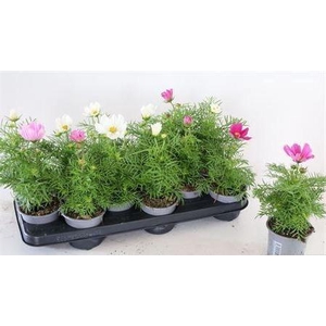 Cosmos Gemengd