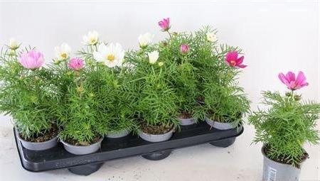 Cosmos Gemengd