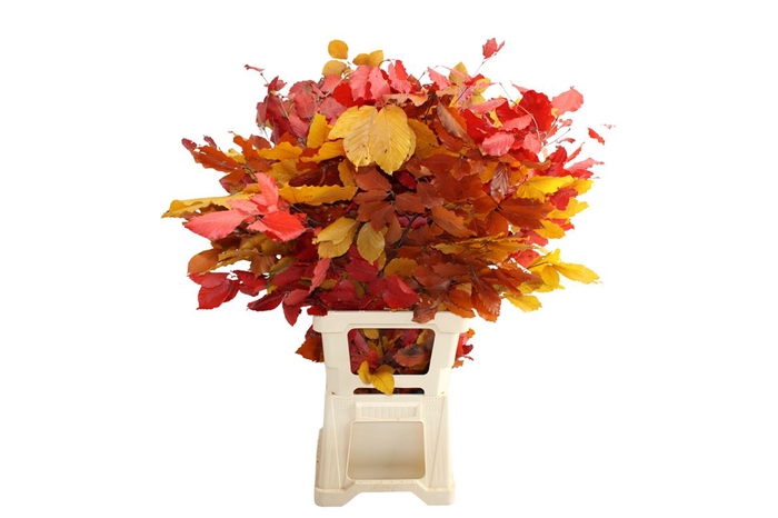 <h4>Beuk Gestabiliseerd Autumn</h4>