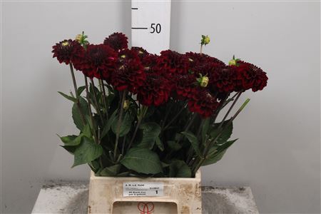 <h4>Dahl Black Fox</h4>