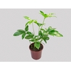 PHILODENDRON GOELDII P23