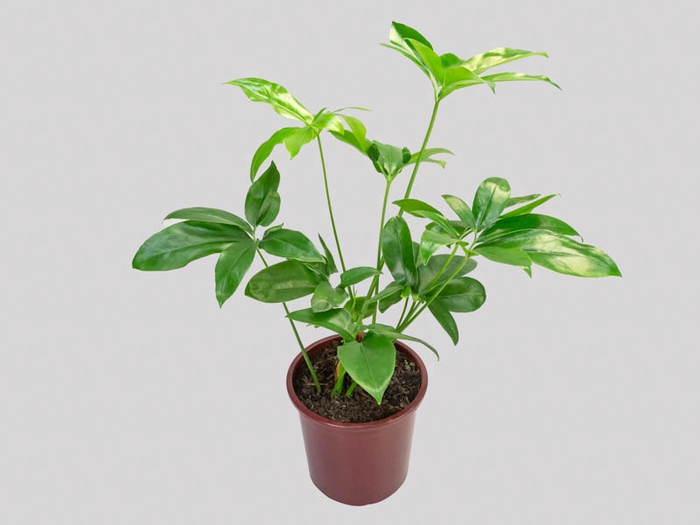PHILODENDRON GOELDII P23