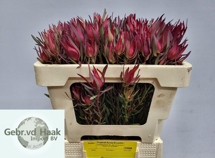 <h4>LEUCAD SALIGNUM</h4>