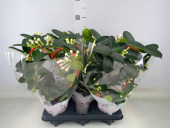 <h4>Stephanotis floribunda   ...</h4>