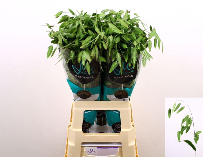<h4>CHASMANTHIUM LATIFOLIUM MANTIS CHAS</h4>