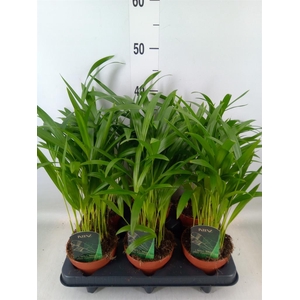 Dypsis lutescens   ...Chrysalidoca