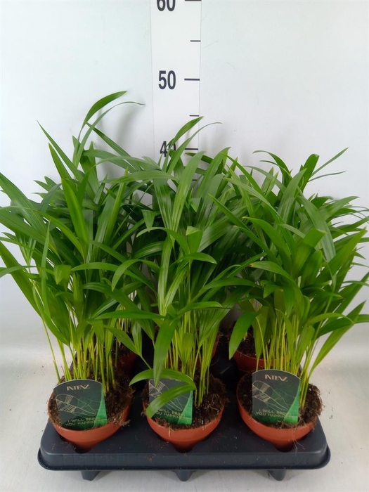 <h4>Dypsis lutescens ...Chrysalidoca</h4>