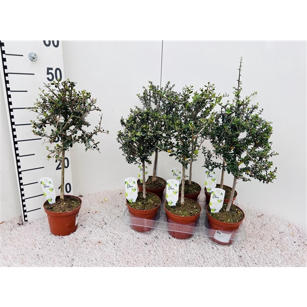 <h4>Olea Europaea ''branched'' on stem</h4>