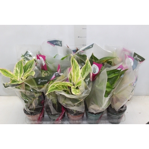 AGLAONEMA VARIADA P12