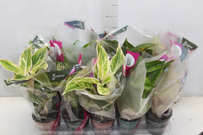 <h4>AGLAONEMA VARIADA P12</h4>