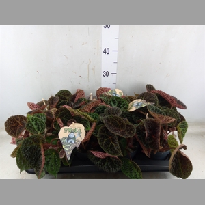 Begonia BD ferox