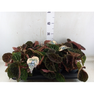 Begonia BD ferox