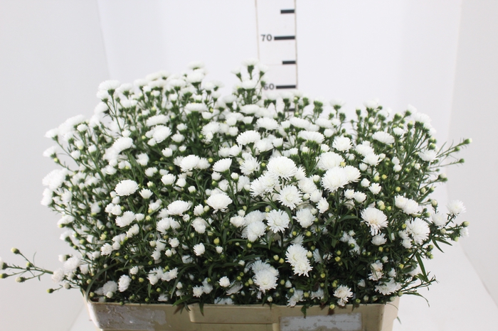 <h4>ASTER MARIANA 060 CM</h4>