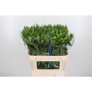Alstroemeria Layla 90 Gram
