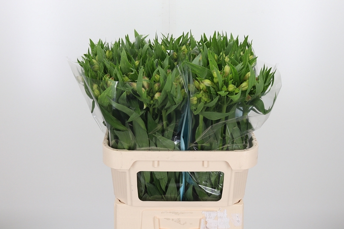 <h4>Alstroemeria Layla 90 Gram</h4>