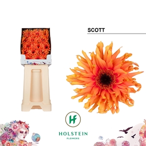 Gerbera Pasta Scott Diamond