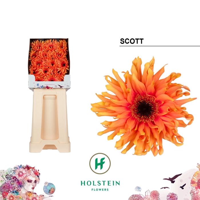 <h4>Gerbera Pasta Scott Diamond</h4>