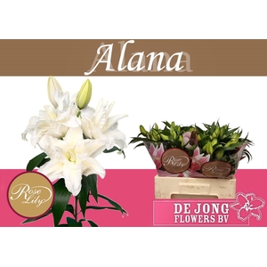 LI OR DU RL ALANA