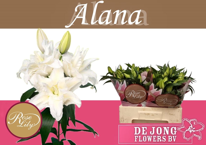 <h4>LI OR DU RL ALANA 2KP</h4>