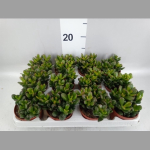 Crassula ovata 'Gandalf'