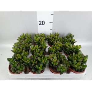 Crassula ovata 'Gandalf'