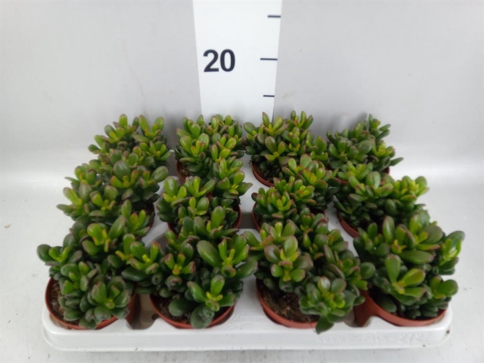 <h4>Crassula ovata 'Gandalf'</h4>