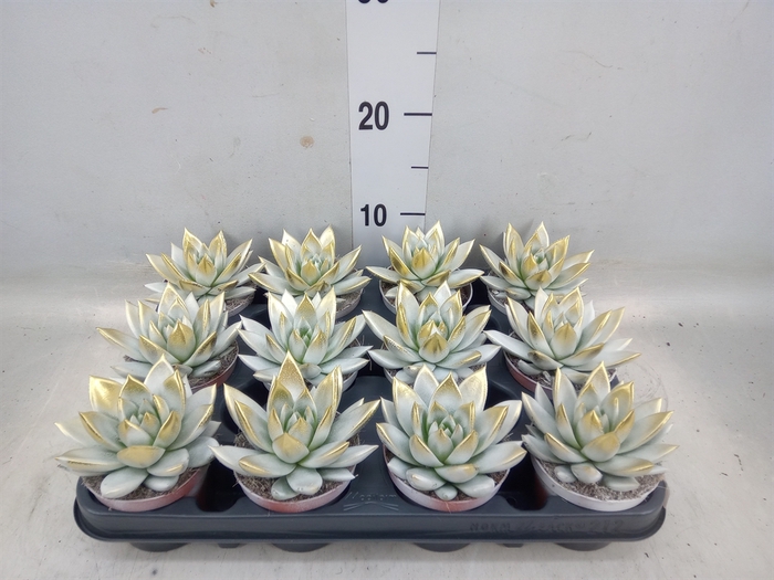 <h4>Echeveria  'Miranda'</h4>