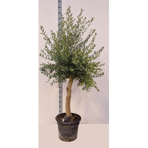 OLEA EUROPAEA
