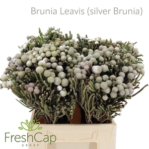 Brunia Leavis (silver Brunia)