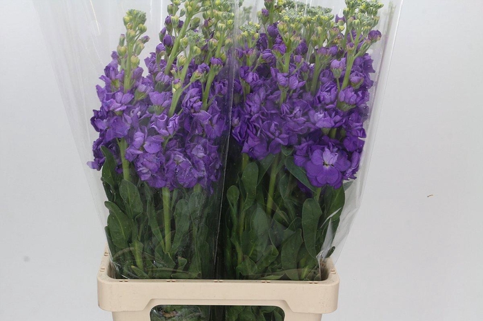 <h4>MATTH IRON PURPLE</h4>