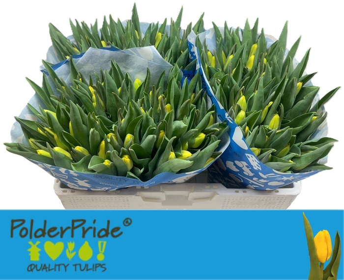 <h4>TU EN LOBKE</h4>